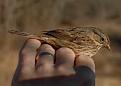 Click image for larger version

Name:	Lincoln sparrow.jpg
Views:	145
Size:	29.9 KB
ID:	72371