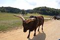 A Watusi cattle