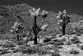 Desert Trees